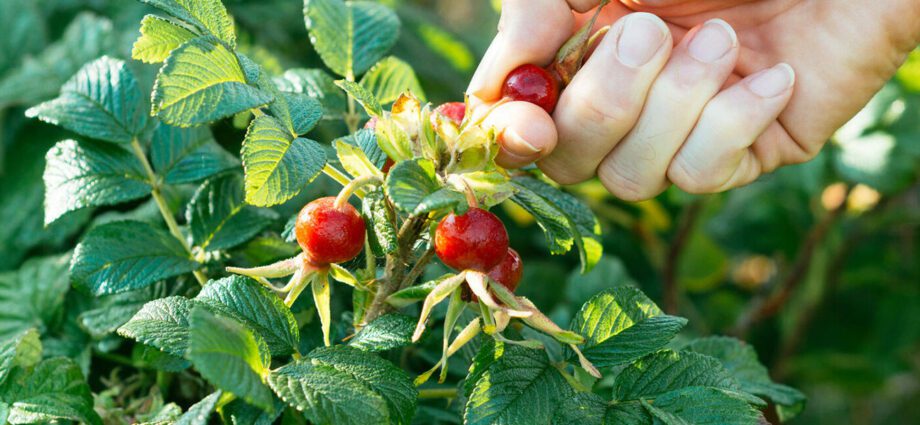 Rowley&#8217;s rosehip care at home