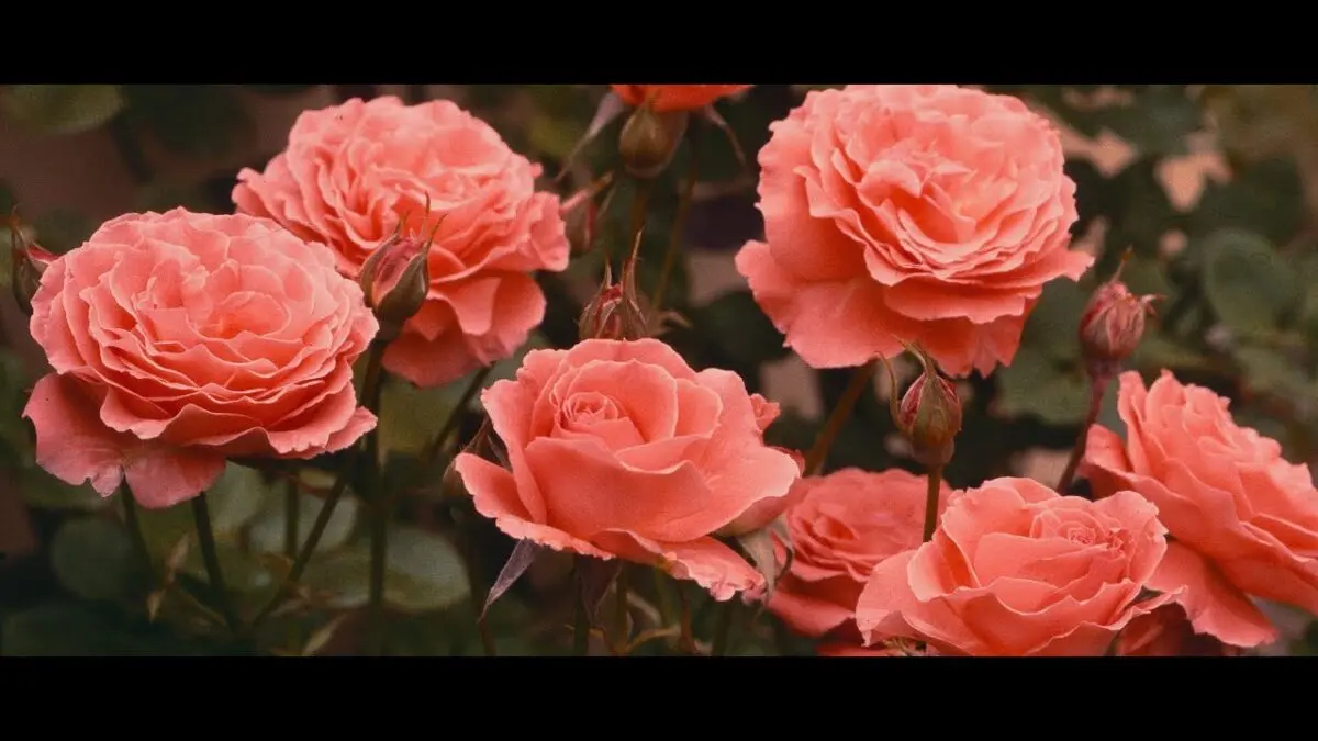 Rules for transplanting a room rose: flowers in the house. Video