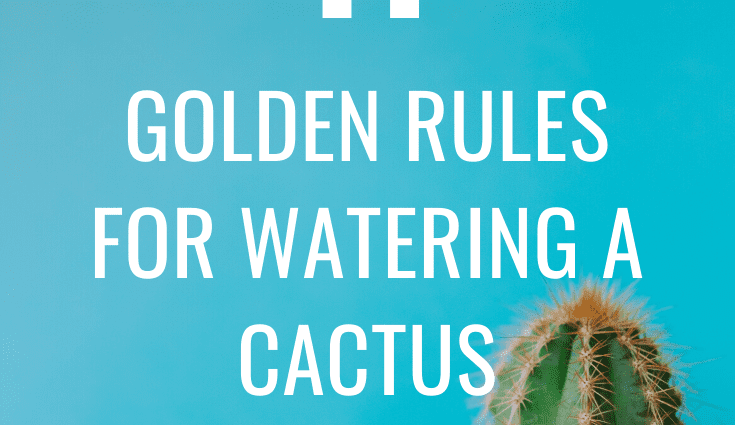 Rules of watering cactus