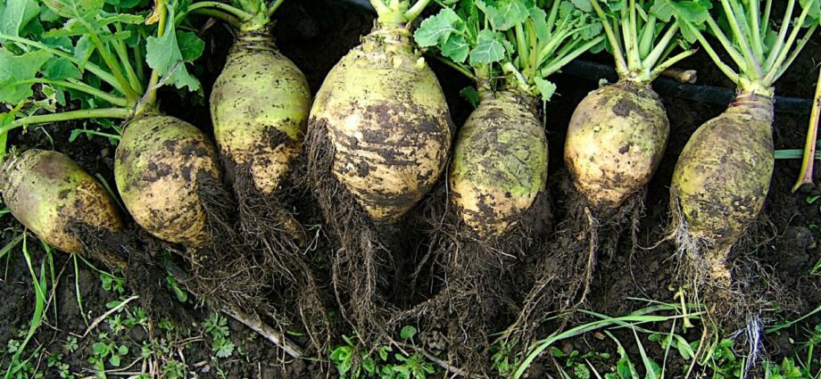 Rutabaga: growing, care