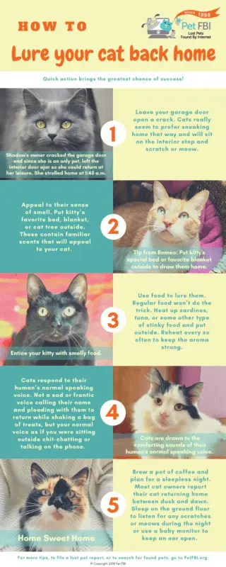 Sad cat: how to please your pet