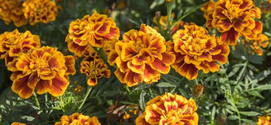 Saffron flower and marigolds are different flowers, photo