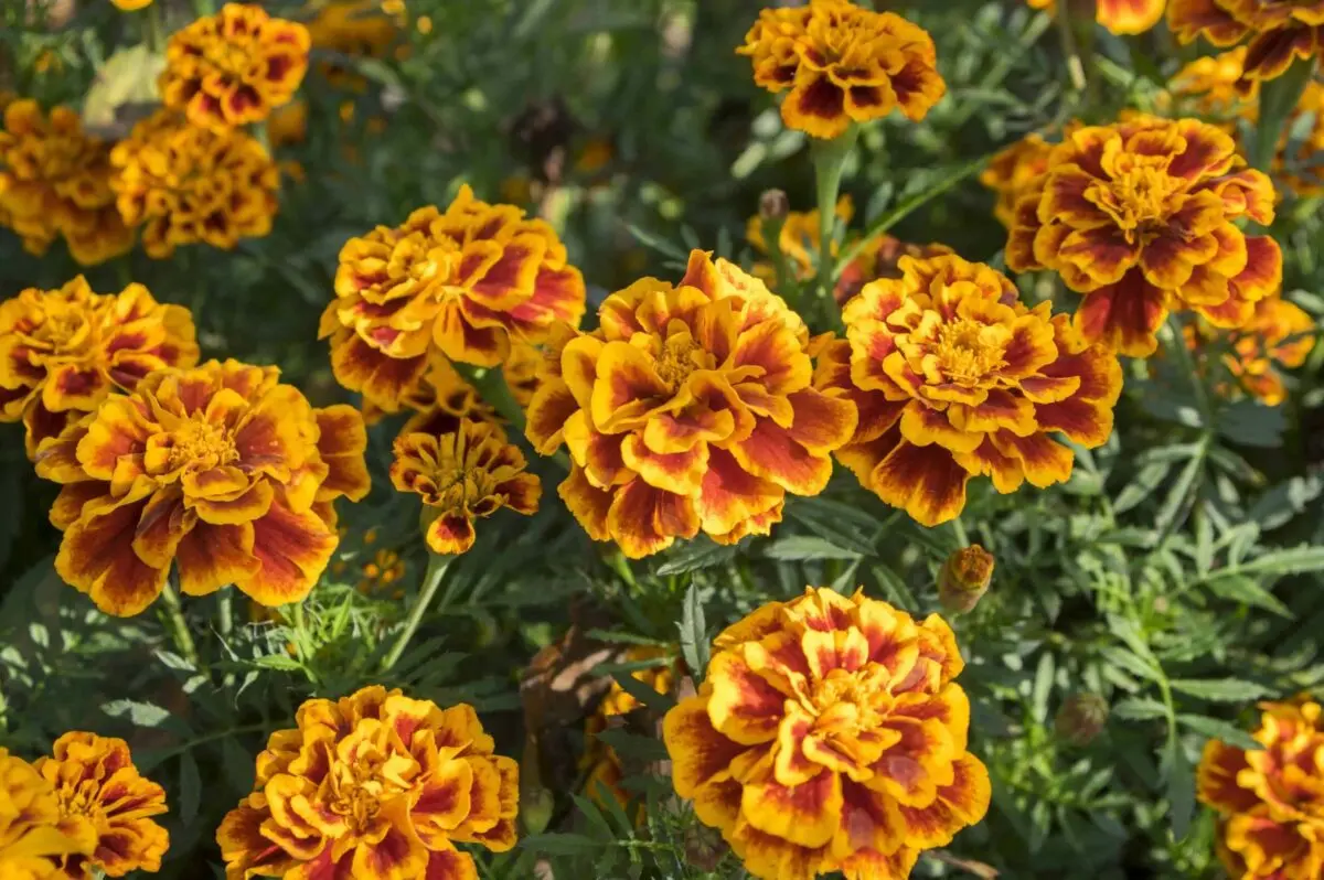 Saffron flower and marigolds are different flowers, photo