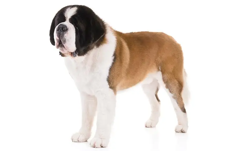 Saint-Bernard