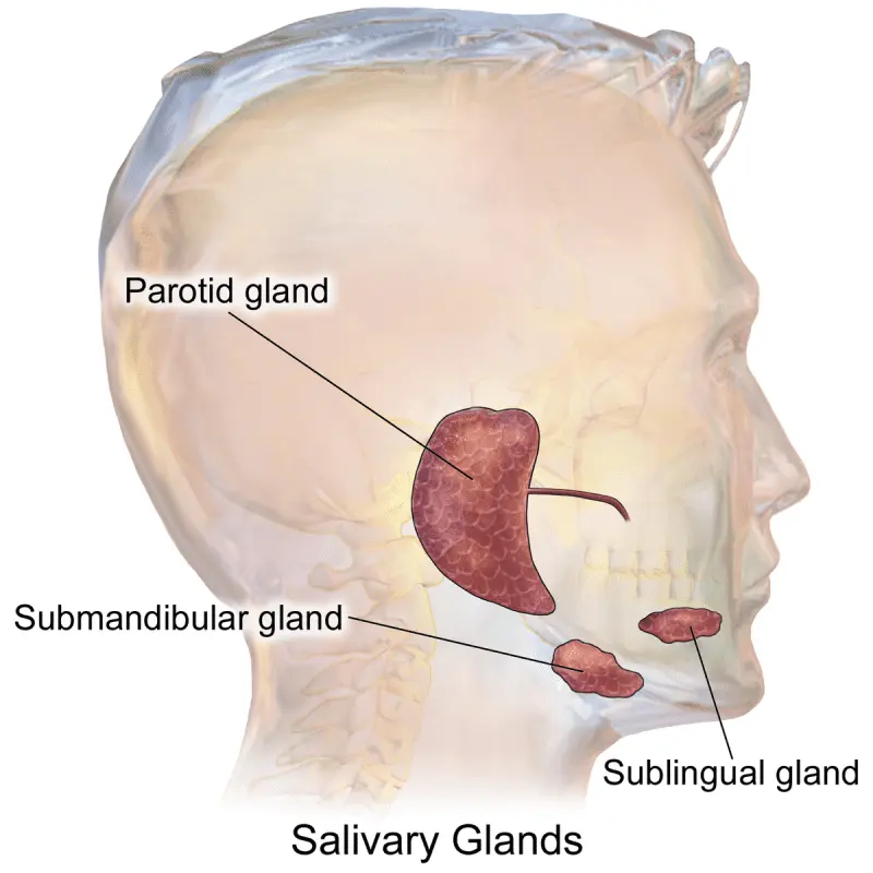 Salivary glands