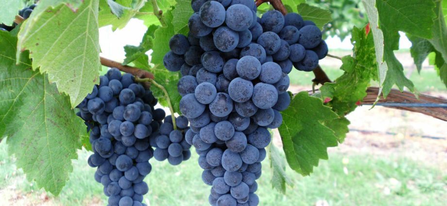Saperavi vīnogas: vīnogu šķirne