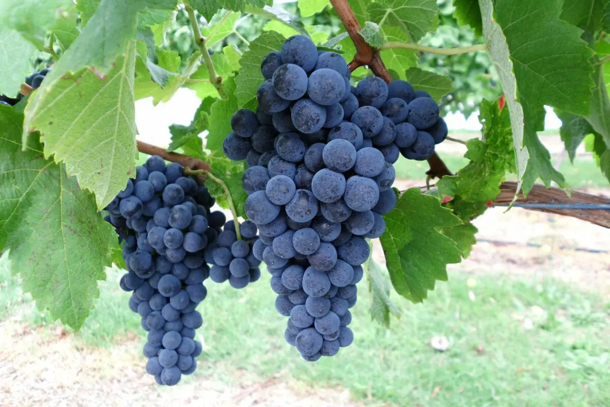 Saperavi grape: grape variety