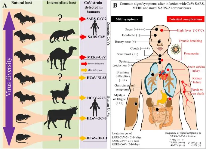 SARS: cause, symptoms and treatments