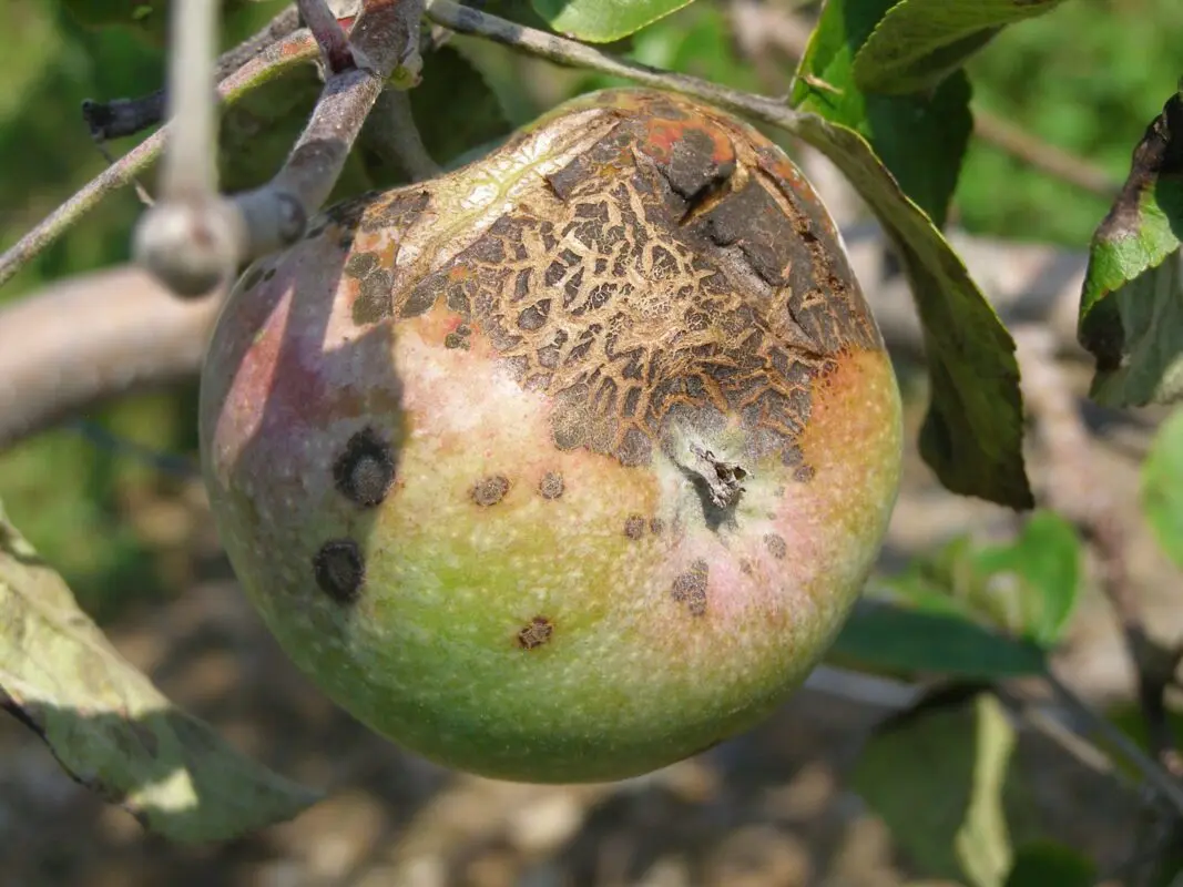 Scab on an apple tree: treatment and how to fight