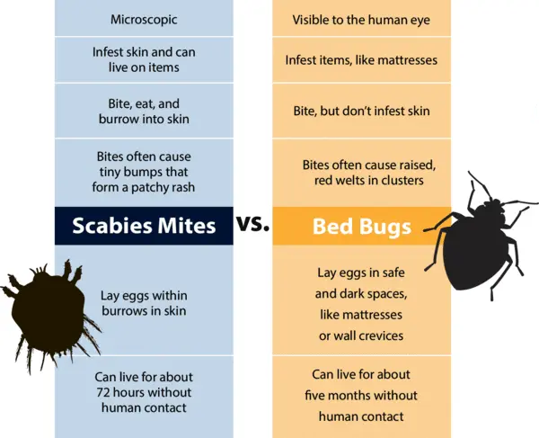 Scabies mite: how to get rid of it at home