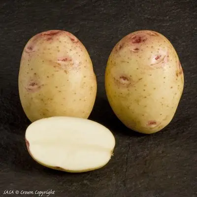 Scarb potato variety: description