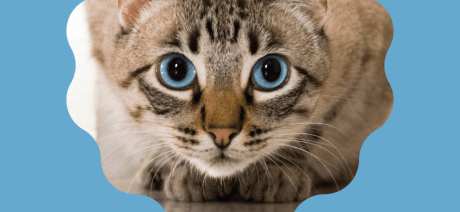 Strašna zvijer: zašto mačka grize i što učiniti s tim