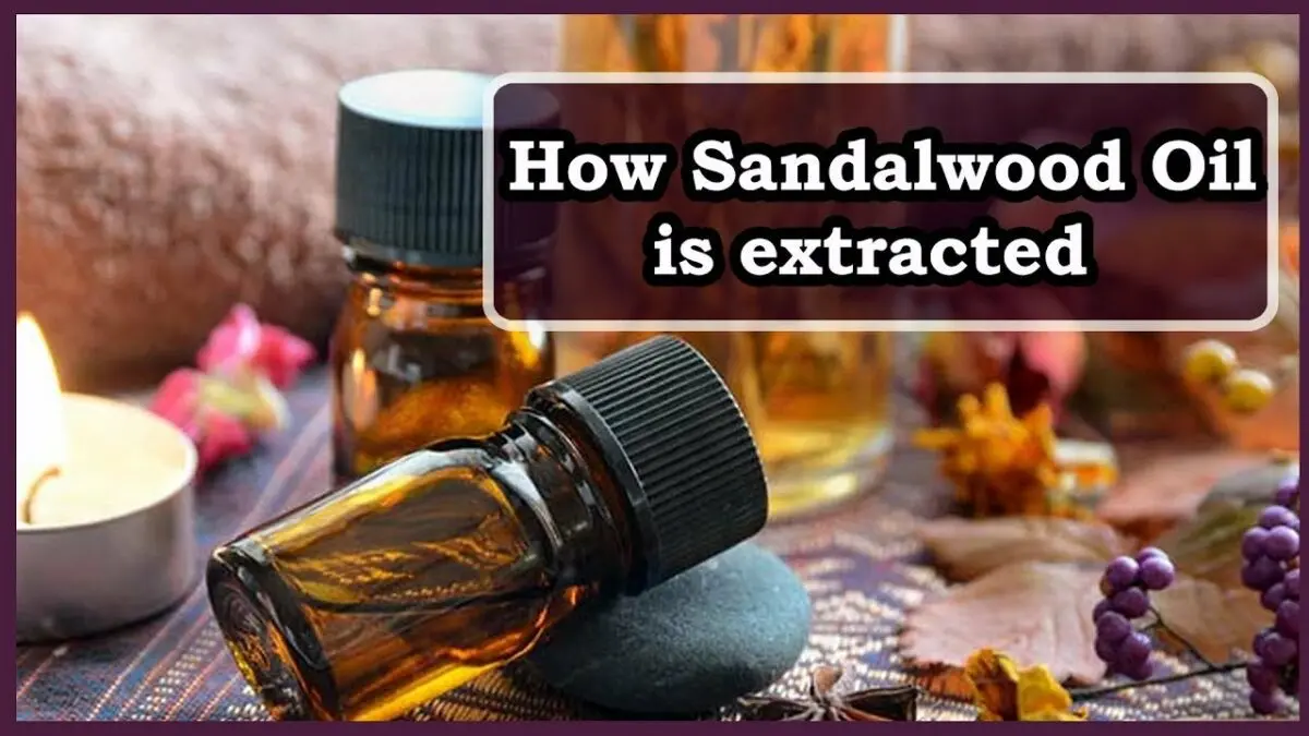 Scented sandalwood oil: application. Video