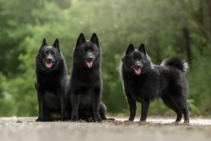 Schipperke