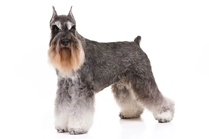 Schnauzer