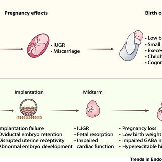 Scientists have found out how tea and coffee affect the development of the fetus