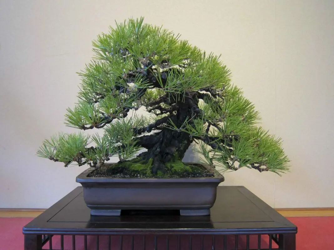 Scots pine bonsai pine: how to make