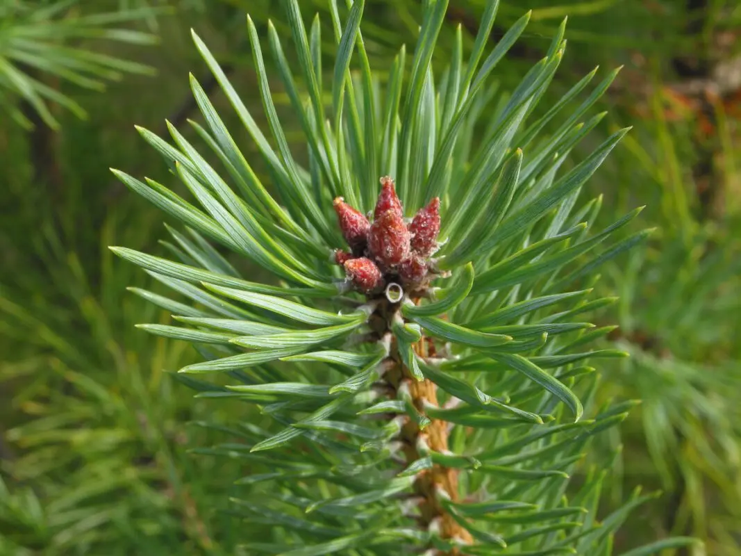 Scots pine: description, planting