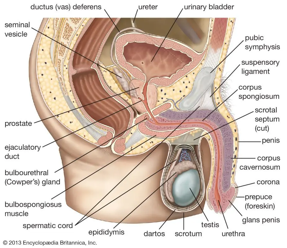 Scrotum