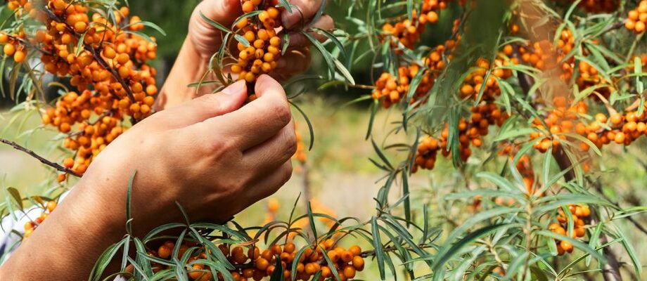 Sea buckthorn berry: &#8220;the most complete fruit of creation&#8221;!