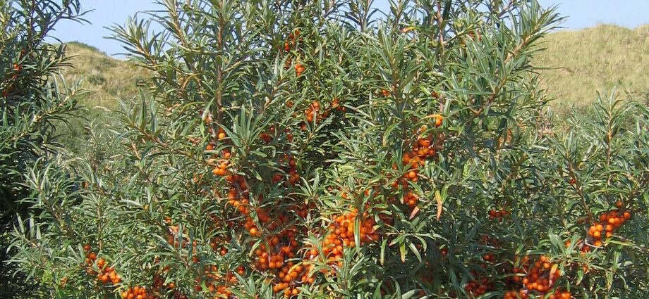 Sea buckthorn seedlings: when and how to plant