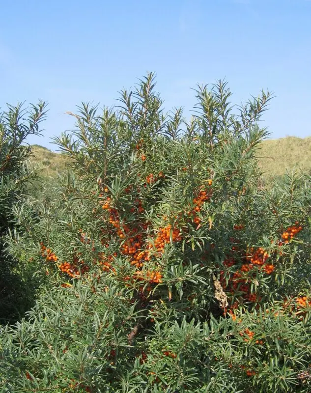 Sea buckthorn seedlings: when and how to plant