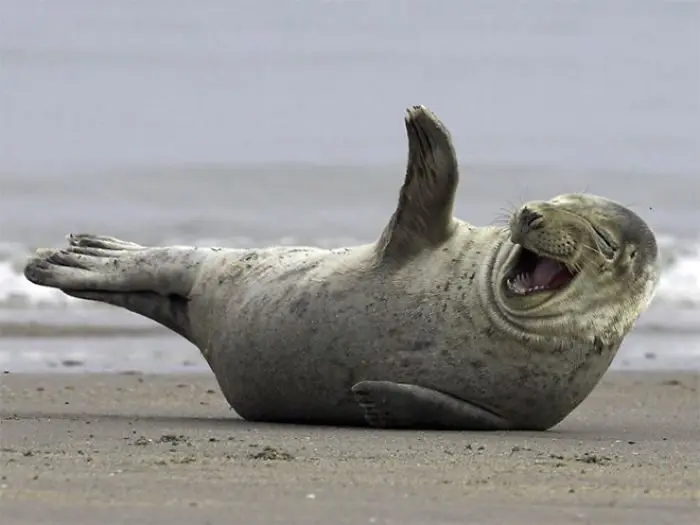 Seals are liquid: 37 hilarious photos