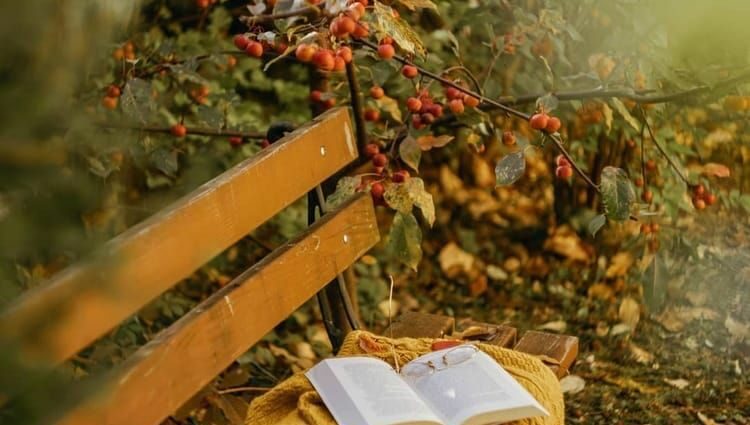 Seals who love autumn: 45 cozy photos