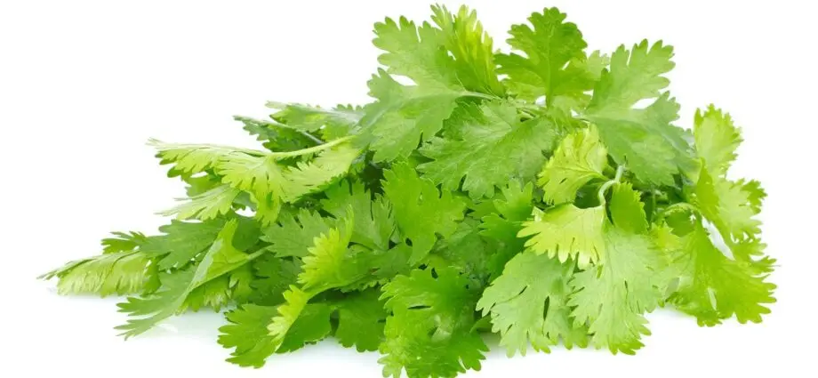 Seasoning coriander (cilantro): beneficial properties. Video