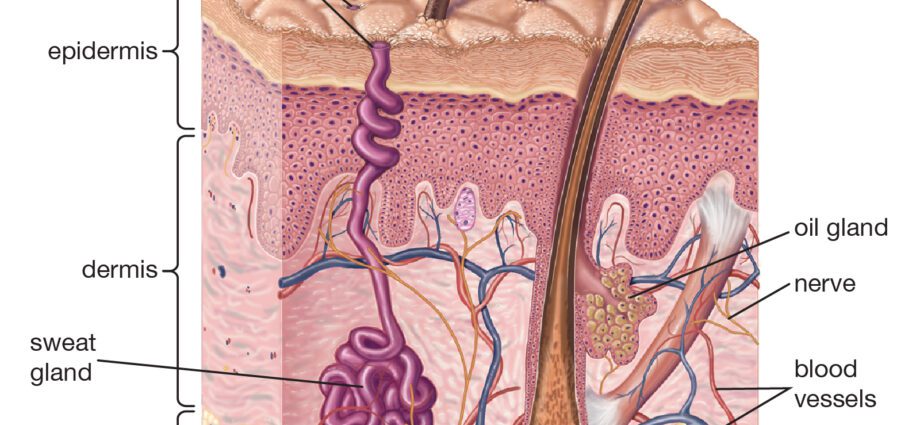 Sebaceous glands: what are they?