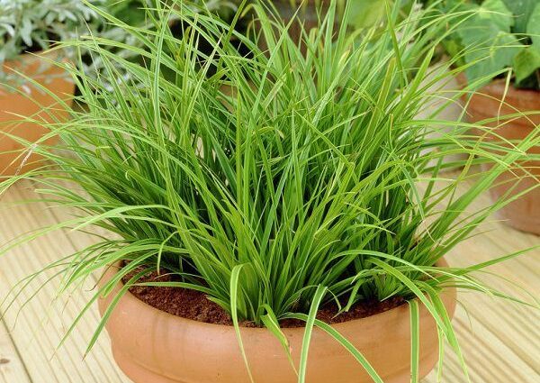 Sedge ornamental plant: indoor flower