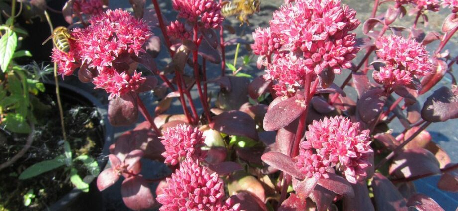 Sedum purple: planting and care