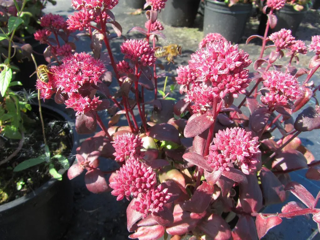 Sedum purple: planting and care