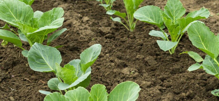 Seedling cabbage: when to plant it, growing