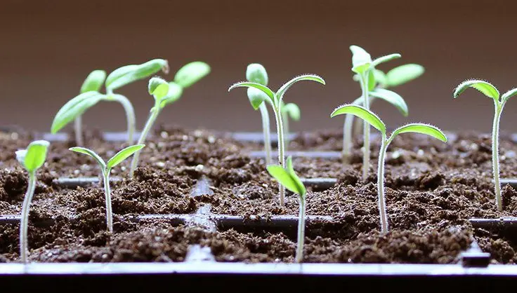 Seedling of seedlings
