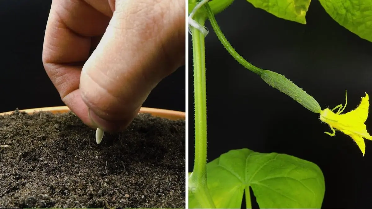 Seedlings of cucumbers: how to grow? Video