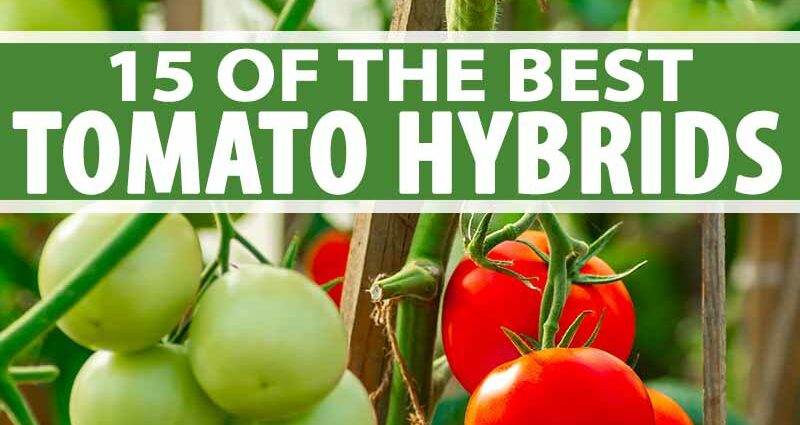 Seeds and varieties of tomato hybrids