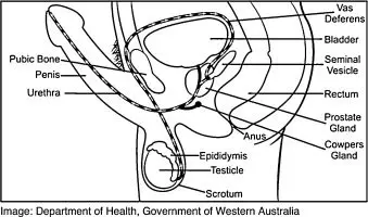 Seminal fluid, pre-seminal fluid: what are the differences?