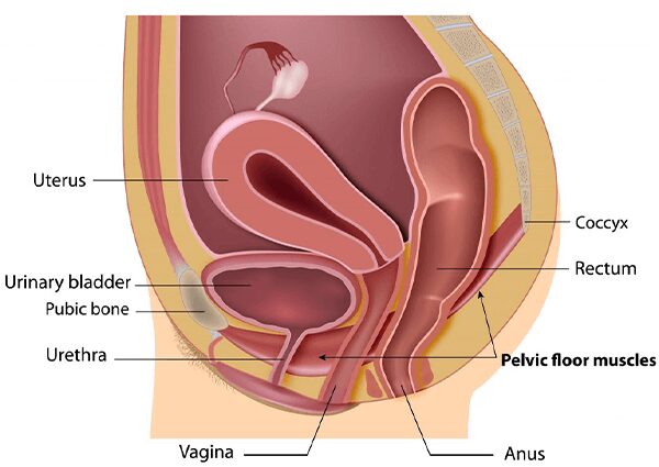 Sex without knowing the pelvic floor? &#8220;It&#8217;s like putting Robocop to bed with a playmobil&#8221;