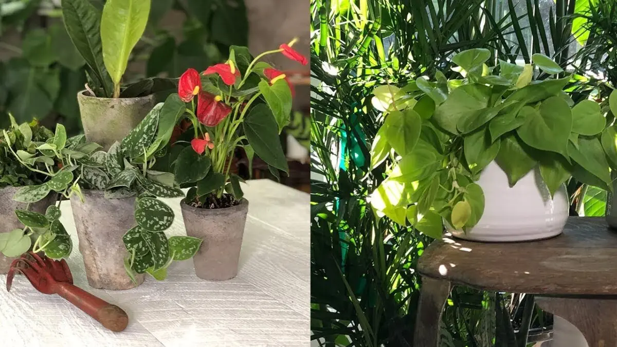 Shade-loving indoor plants and flowers: rules of care. Video