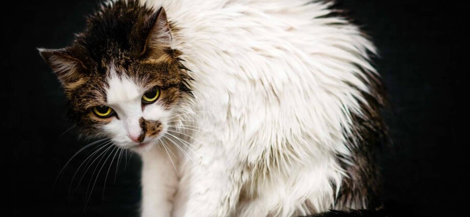 Macja që dridhet: a duhet të shqetësohem?