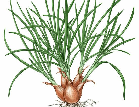 Shallots: growing