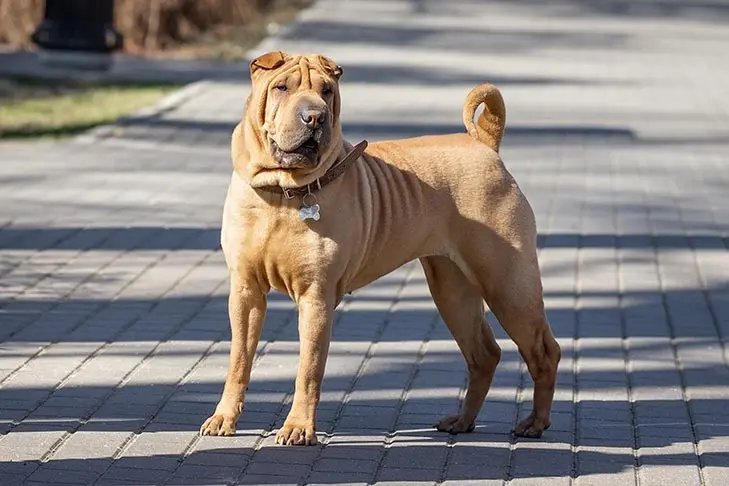 shar peis