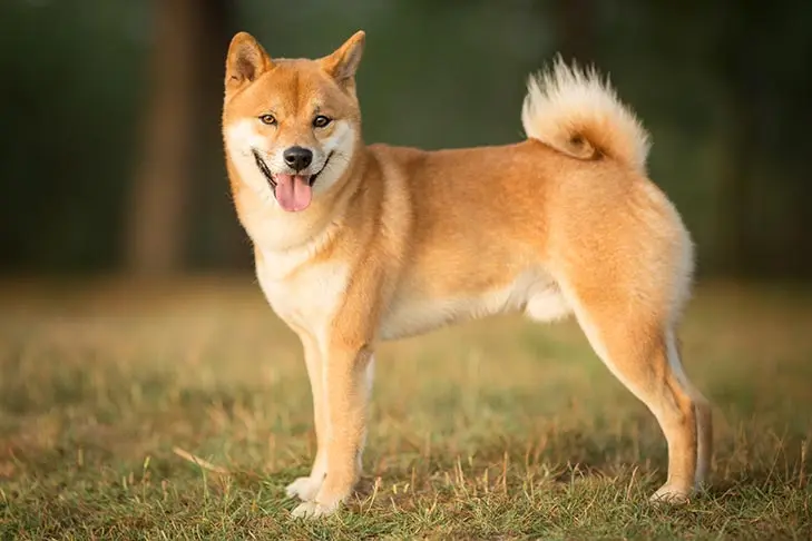 Shiba