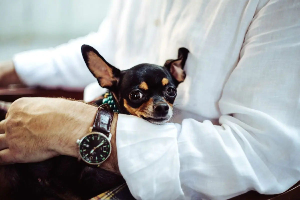 Should you have a dog in your apartment?
