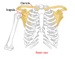 Shoulder girdle: what is it?