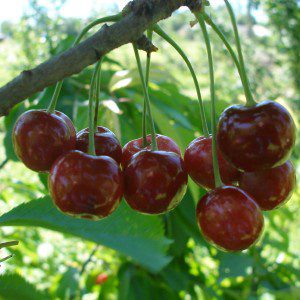 Shpanka cherry: variety, description