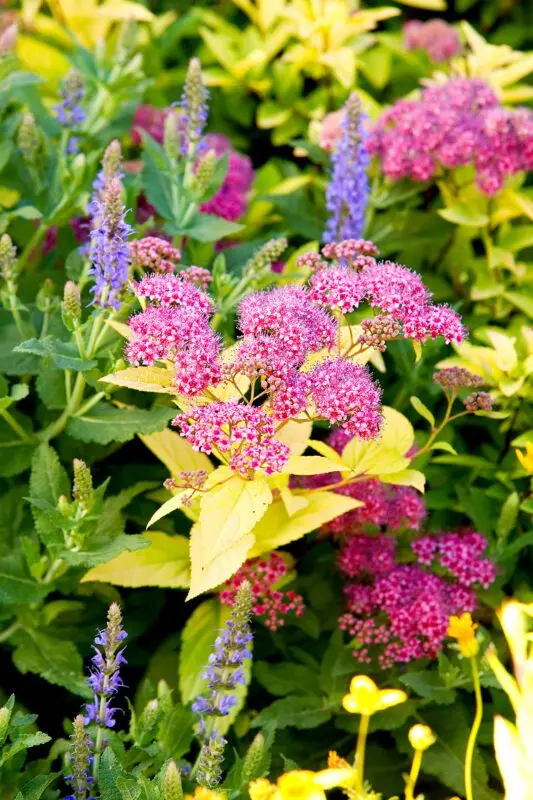 Shrub action gorgeous