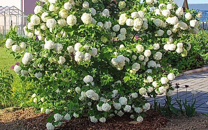 Shrub decorative viburnum: planting, care