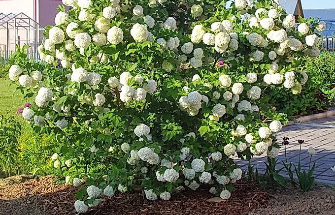 Shrub decorative viburnum: planting, care